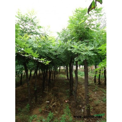 河南苗木基地供應紅玉蘭 大葉女貞 紅果樹等綠化苗木