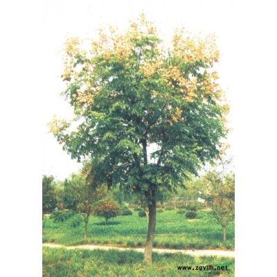 大葉女貞，江西大葉女貞