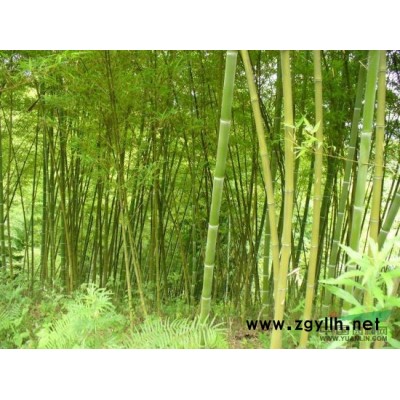 大葉女貞行情報價\大葉女貞圖片展示