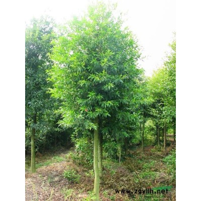 江西大葉女貞小苗/大葉女貞小苗批發