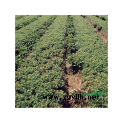 大量貨源6-8公分杜英、江西杜英樹供應(yīng)商