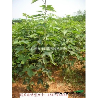 江西九江桂花樹，品種多，優質，規格3cm~22cm