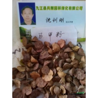 桂花小苗行情報價\桂花小苗圖片展示