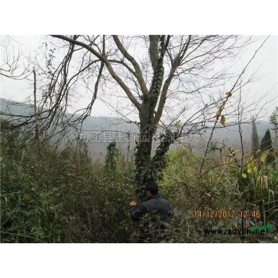 江西九江大葉女貞小苗，3-6公分大葉女貞