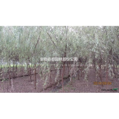 供應各規格桂花