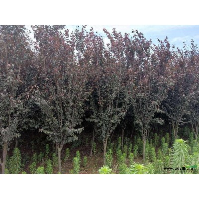 6-10公分桂花大量