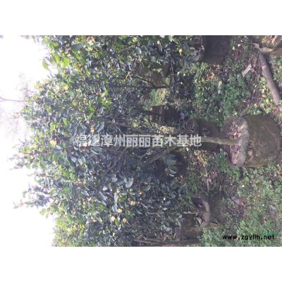 杜英行情報價/杜英圖片展示