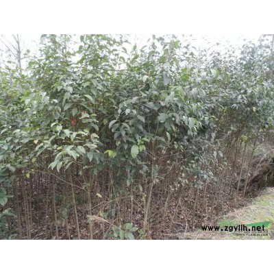 5公分大葉女貞出售