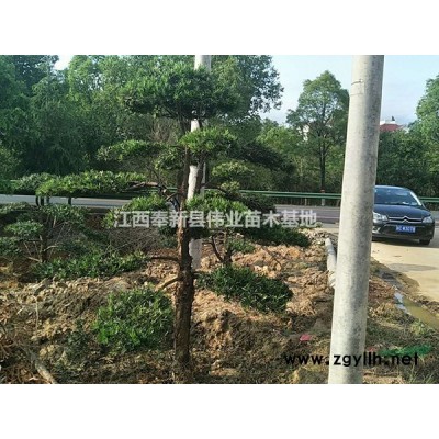 江西宜春奉新杜英9-15公分杜英小苗兩年苗杜英苗圃基地苗木