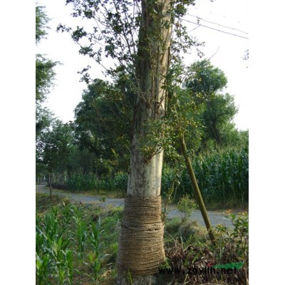 大葉女貞 紅葉李 廣玉蘭 桂花 烏桕 紫薇 樸樹