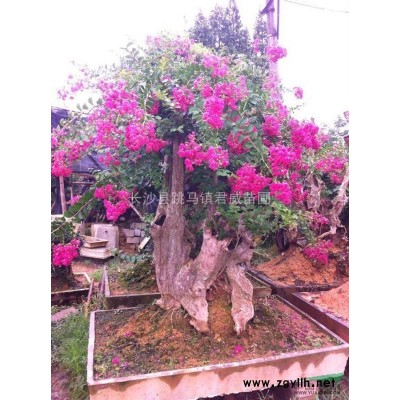 供應30公分的湖南桂花，八月桂，金桂，桂花樹，桂花樹價格。