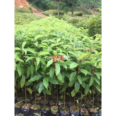 廣東山杜英圖片,山杜英低價銷售，高20cm-200cm