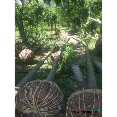 供應(yīng)10-20公分杜英