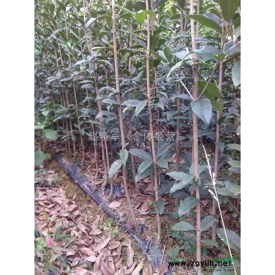 陜西大量出售1到5公分桂花