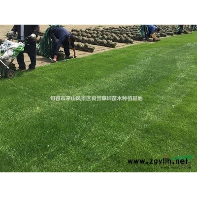 桂花樹 桂花價格 鎮(zhèn)江桂花 句容桂花