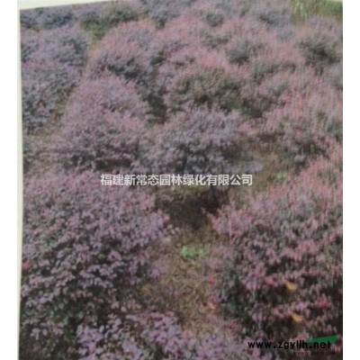 桂花  八月桂  四季桂 浦城丹桂供應(yīng)2-13公分