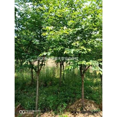 10公分精品桂花