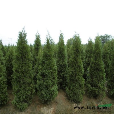 大葉女貞、廣玉蘭、紅、白玉蘭、香樟、杜英、喜樹、金合歡