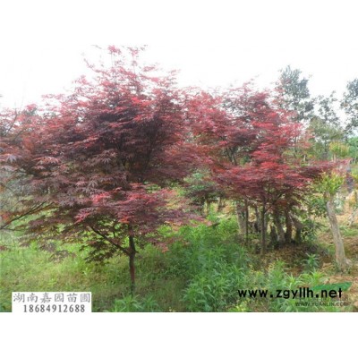 中華杜英供應(yīng)/中華杜英圖片