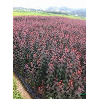 紫玉蘭、喜樹、大葉女貞