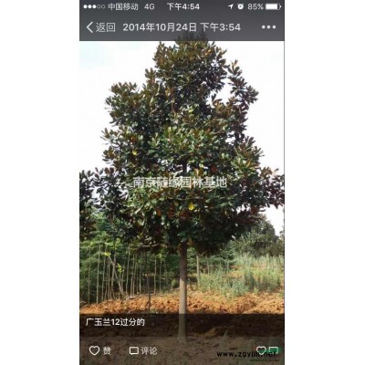 供應/桂花樹價格報價是多少，桂花樹價格報價參考