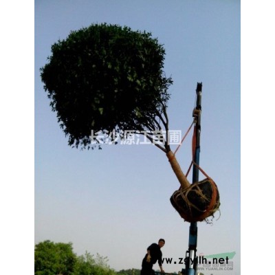 18公分桂花樹價格