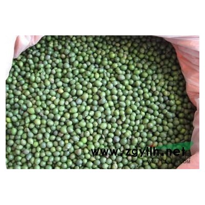 大葉女貞種子報價/江西大葉女貞種子報價