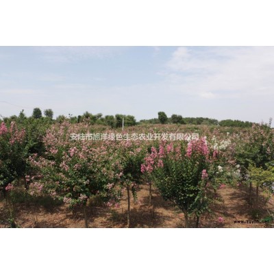 轉讓孝感安陸市300畝景觀樹林地，種植有紫薇桂花、紅葉石楠等