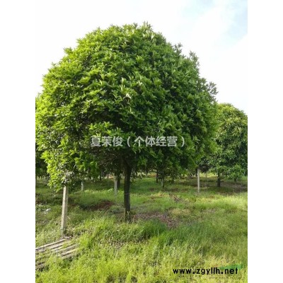 貴州地區(qū)桂花5-10公分供應(yīng)