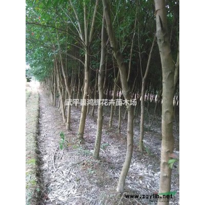 福建杜英規(guī)格*,杜英苗圃直供價格優(yōu)惠