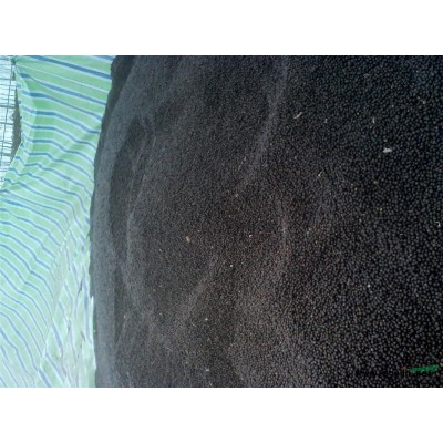 大葉女貞種子，湖北大葉女貞種子，荊門大葉女貞種子