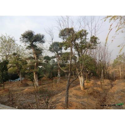 湖北大葉女貞，大葉女貞基地