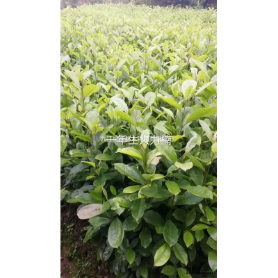 山杜英杯苗價格 江西山杜英杯苗基地 專業(yè)山杜英杯苗批發(fā)處理價