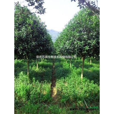 桂花 桂花樹 精品桂花 精品桂花樹 各規格精品桂花