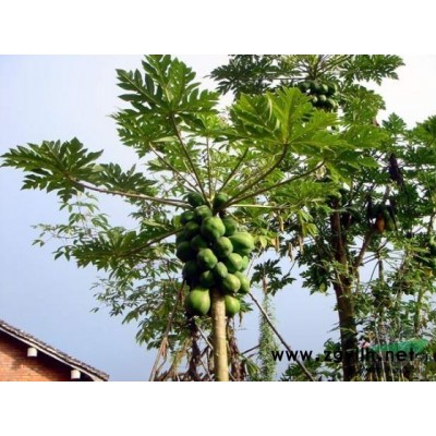 大葉女貞報價/河南大葉女貞報價