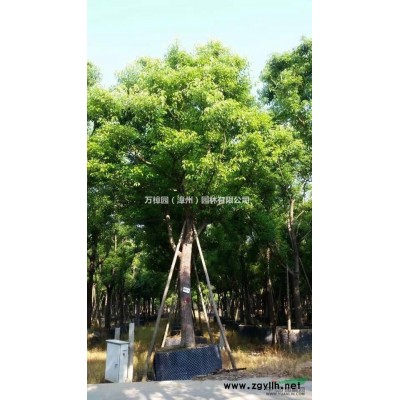 福建漳州大量供應(yīng)規(guī)格P200-400容器桂花移植桂花精品桂花