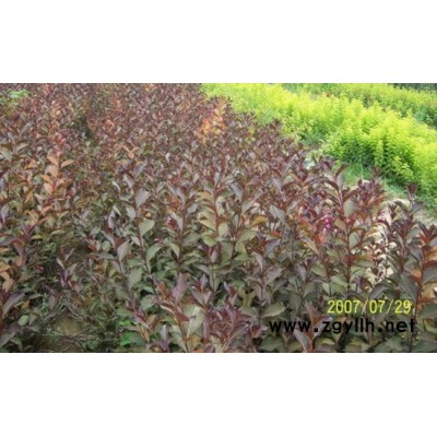 黃櫨、紅花木蓮、大葉女貞、火炬松