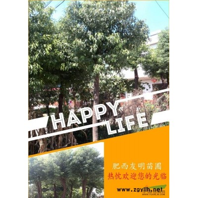 常年供應精品大葉女貞