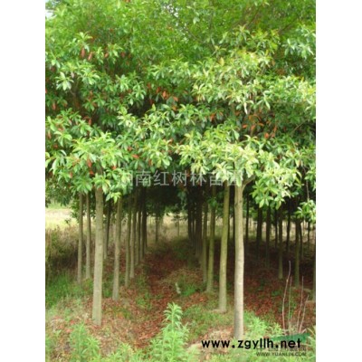 湖南桂花生長環境，湖南桂花種植基地