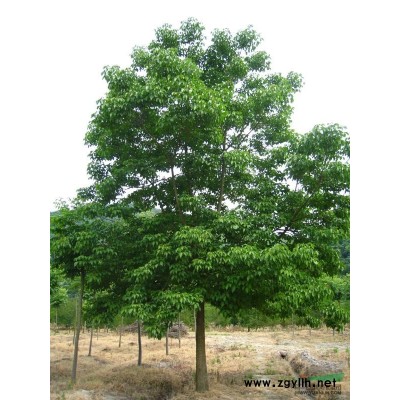 杜英、樂昌含笑、烏桕