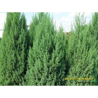 紅瑞木、迎春、火棘、杜英