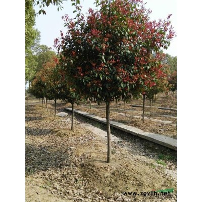 安徽肥西本苗圃常年供應(yīng)大葉女貞.