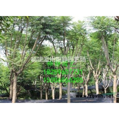 精品桂花3米.4米.5米冠