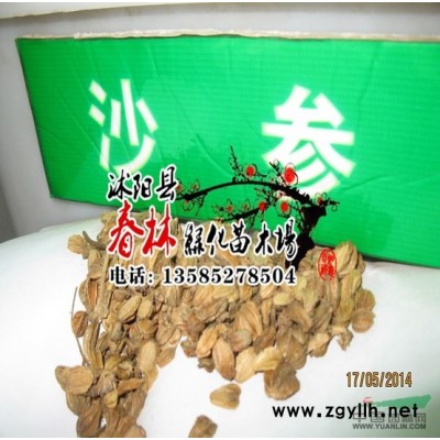 批發高桿女貞 高桿女貞苗 高桿女貞球 楨樹 大葉女貞苗 大葉女貞