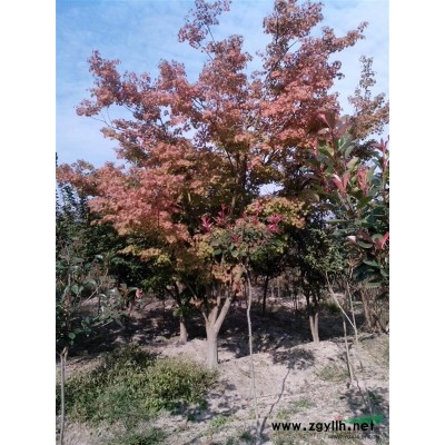 女貞 大葉女貞（米8-16cm)安徽黃山