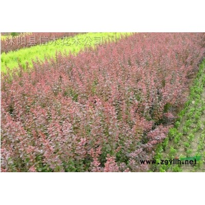 大葉女貞，大葉女貞價格