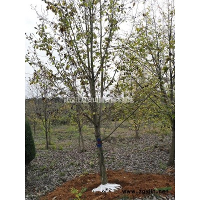 桂花 500株 胸徑12公分 冠3米 高3.5米