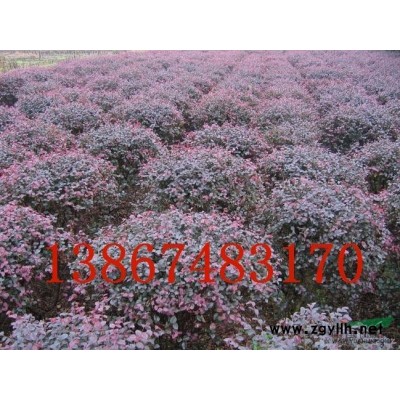 供應：花葉大葉女貞