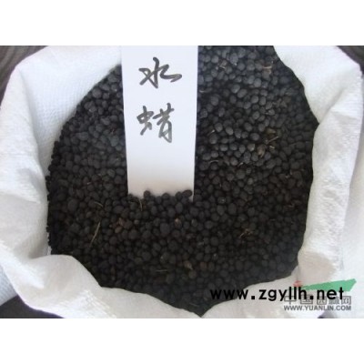 供應雪松 大葉女貞 樹苗 杜英樹苗