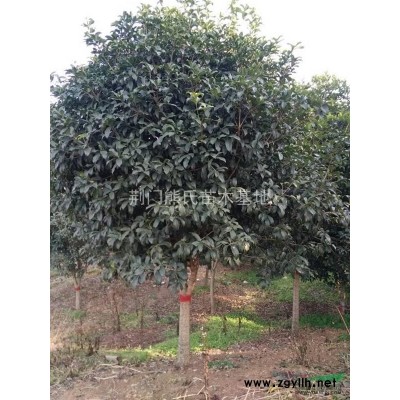 大葉女貞，2014年大葉女貞價格，大葉女貞價格，大葉女貞供應(yīng)